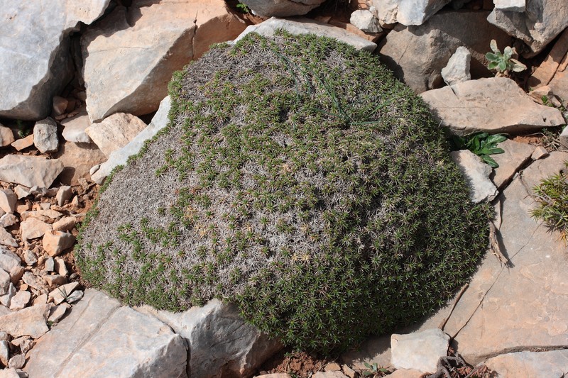 Acantholimon androsaceum var. androsaceum