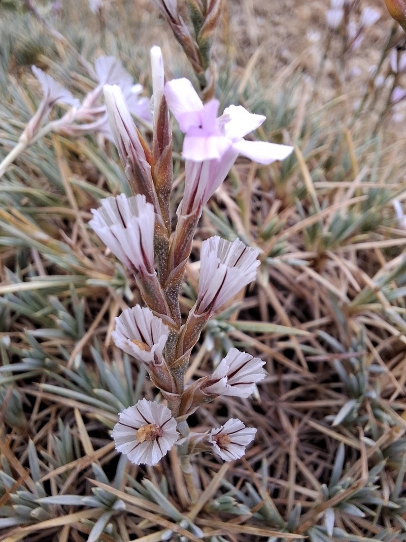 Acantholimon antilibanoticum