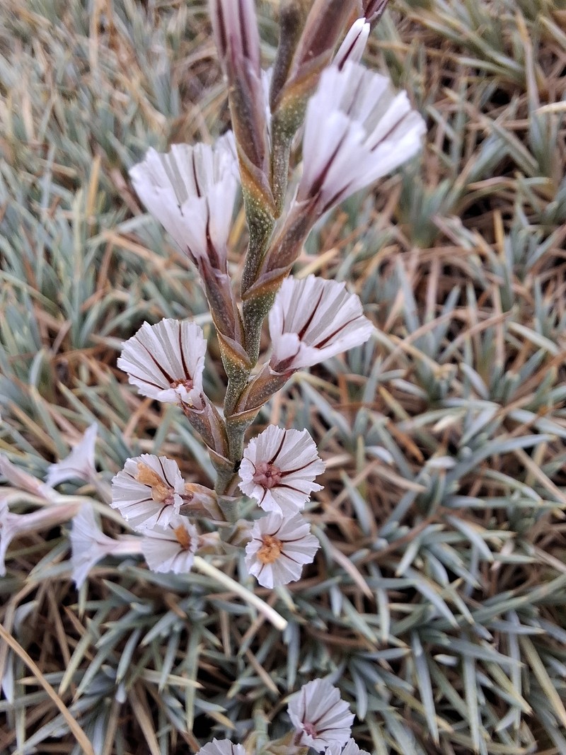 Acantholimon antilibanoticum photo 2