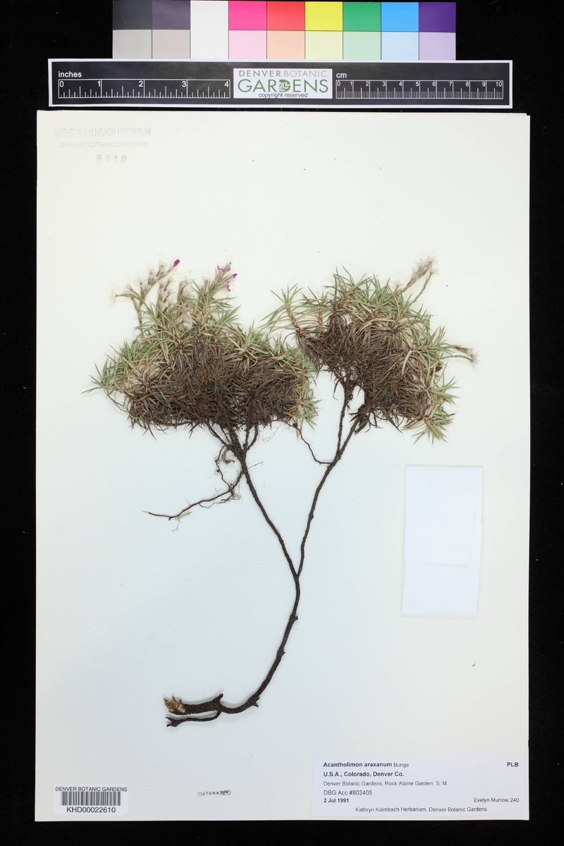 Acantholimon araxanum