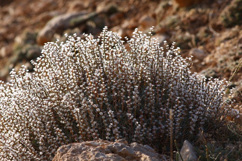 Acantholimon armenum photo 3
