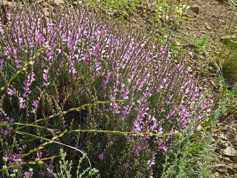 Acantholimon armenum photo 7