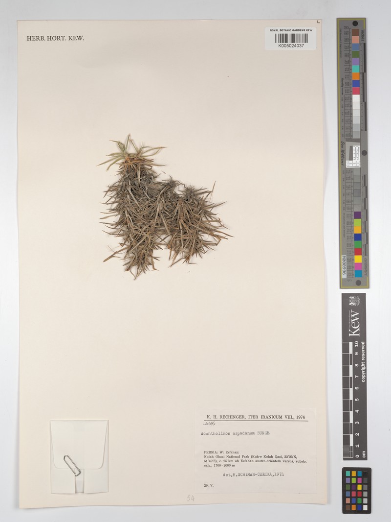 Acantholimon aspadanum