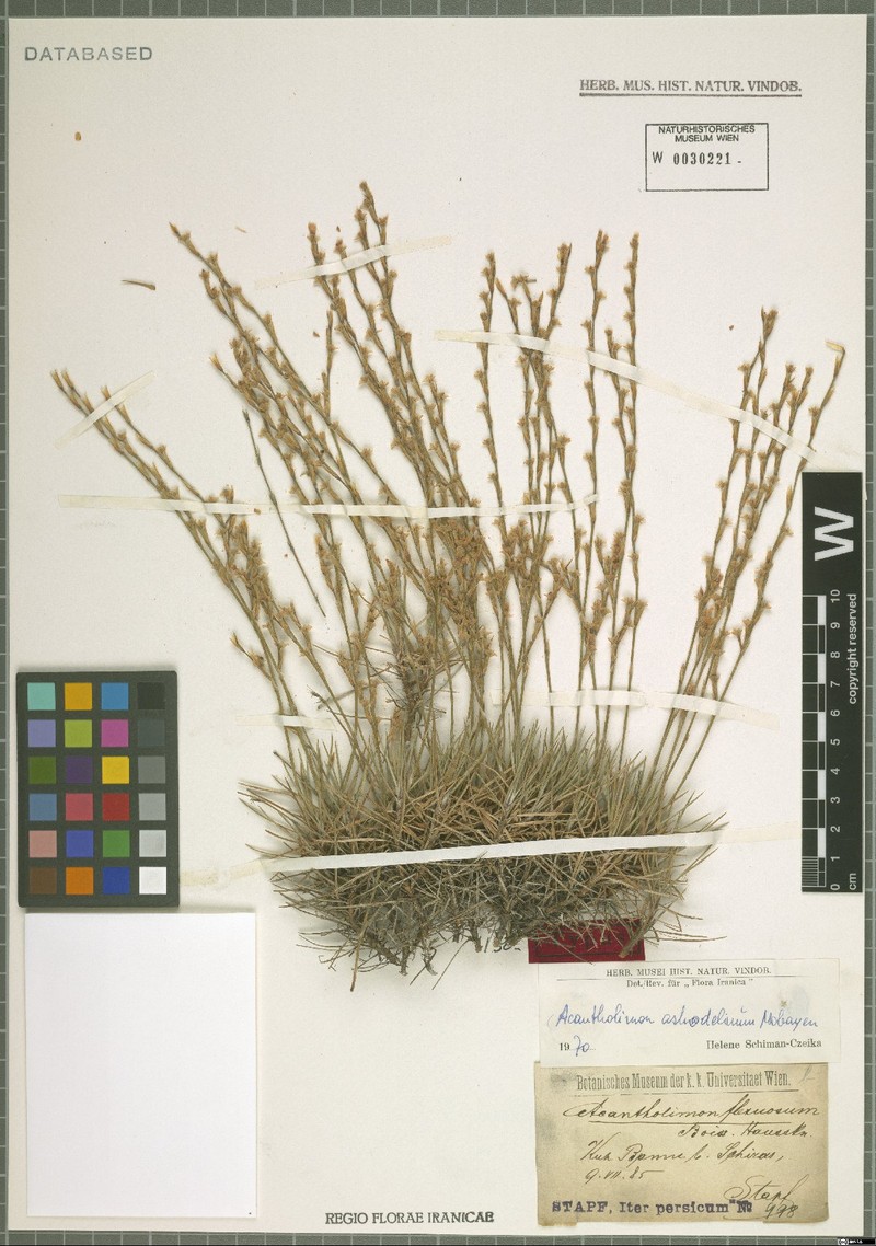 Acantholimon asphodelinum