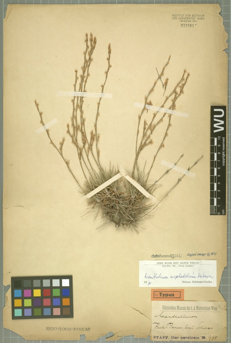 Acantholimon asphodelinum photo 2