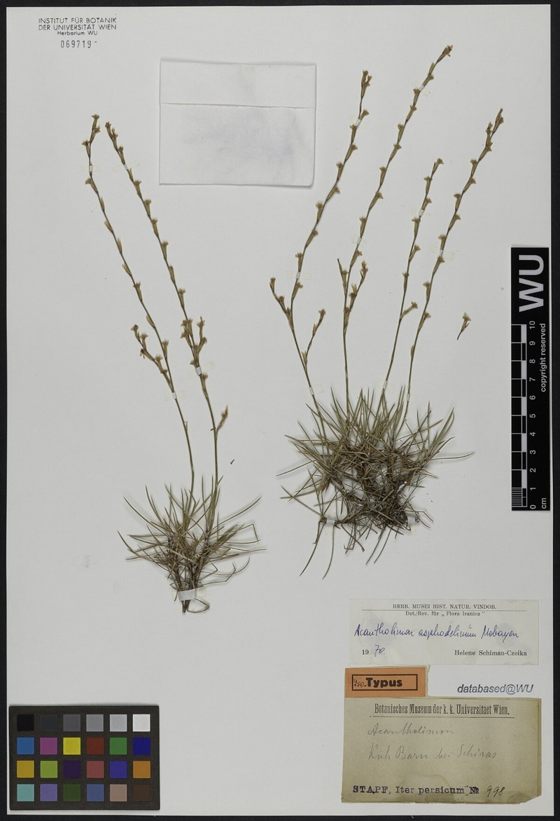 Acantholimon asphodelinum photo 3