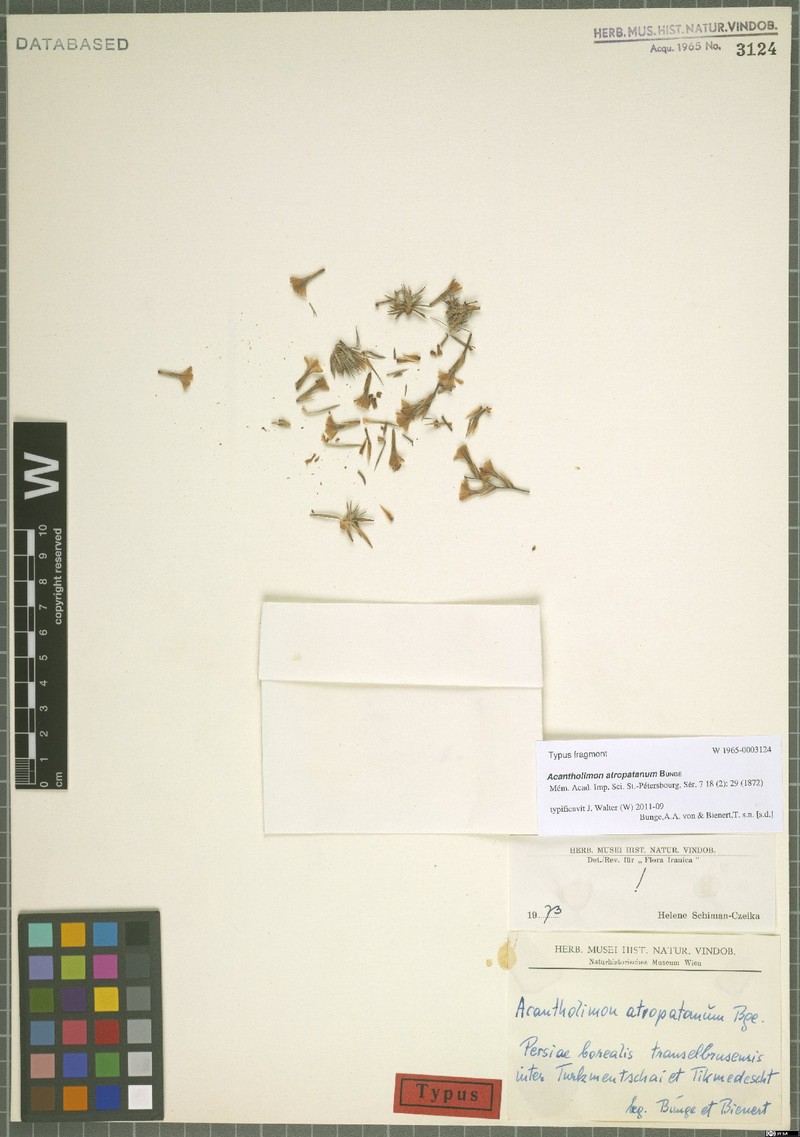 Acantholimon atropatanum