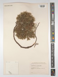Acantholimon auganum