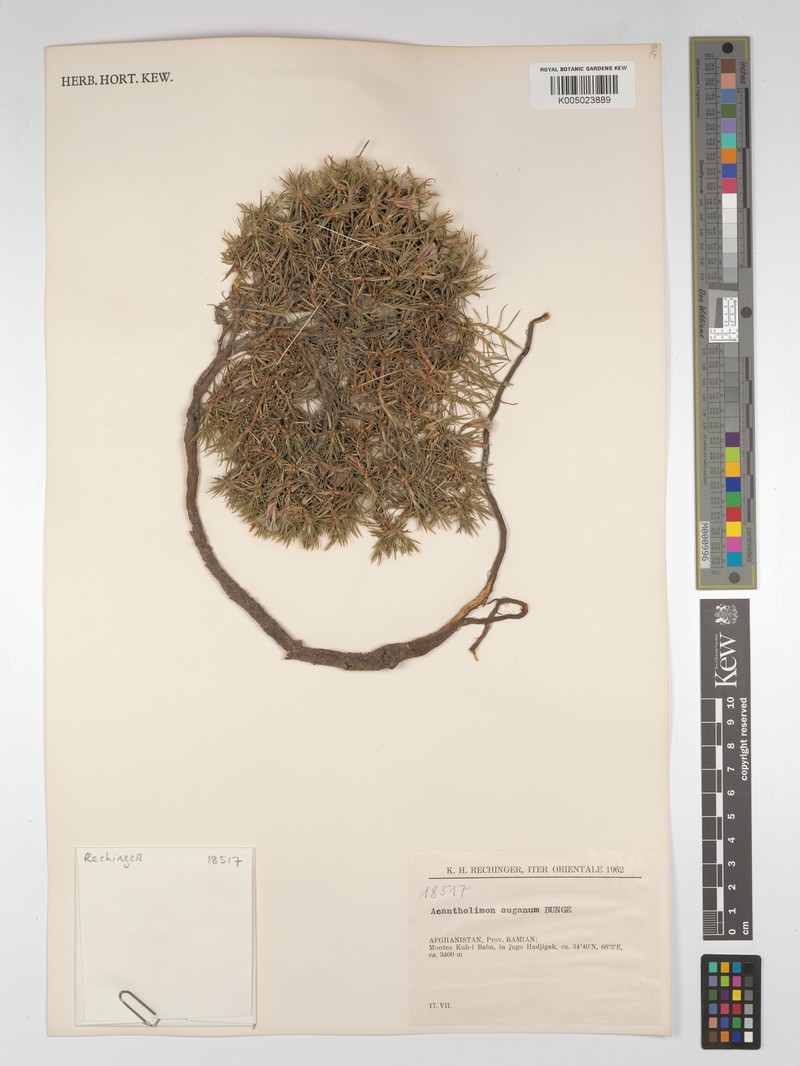 Acantholimon auganum