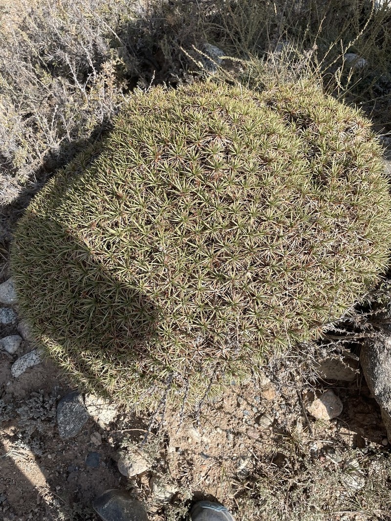 Acantholimon aulieatense