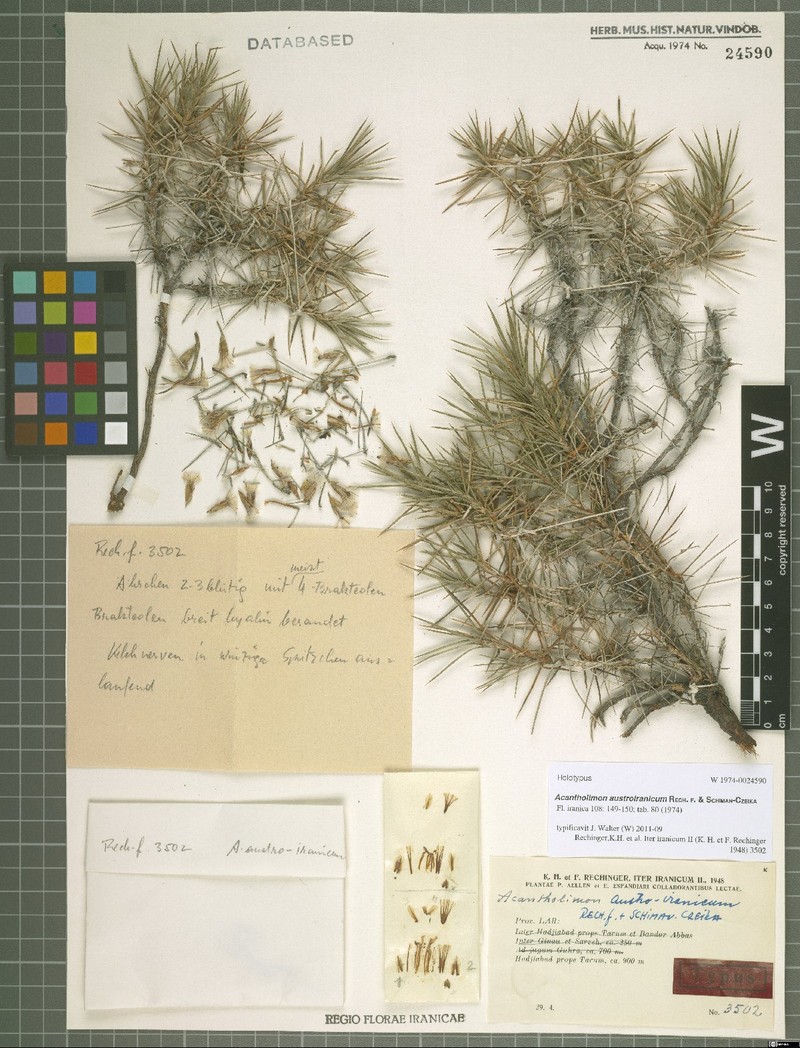 Acantholimon austroiranicum