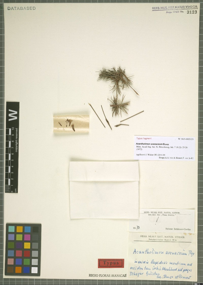 Acantholimon avenaceum