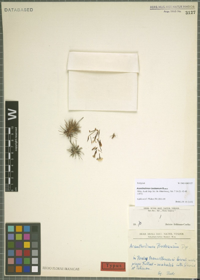 Acantholimon bodeanum