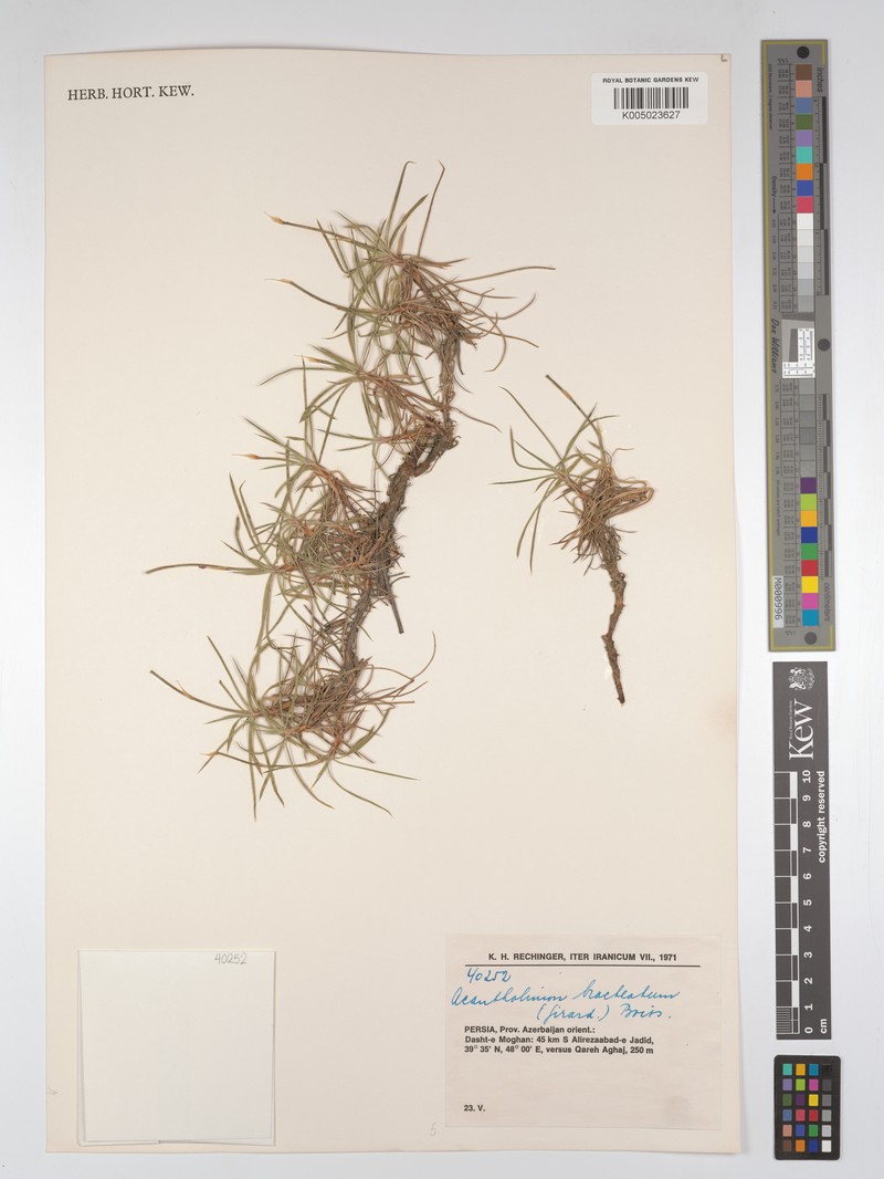 Acantholimon bracteatum