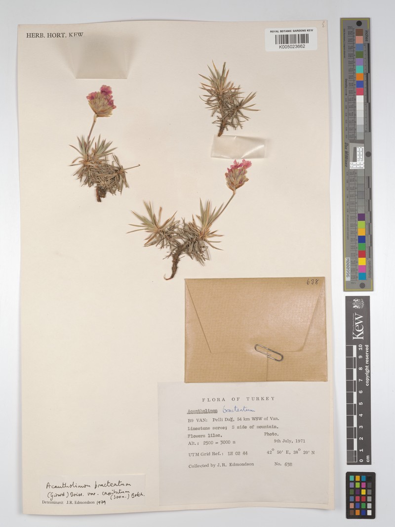 Acantholimon bracteatum photo 2