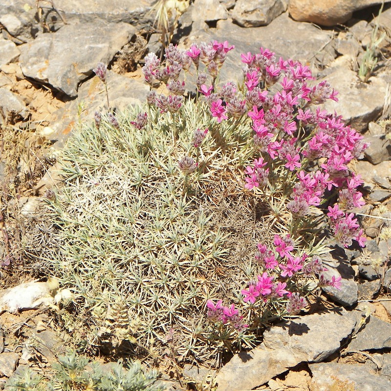 Acantholimon bracteatum photo 3