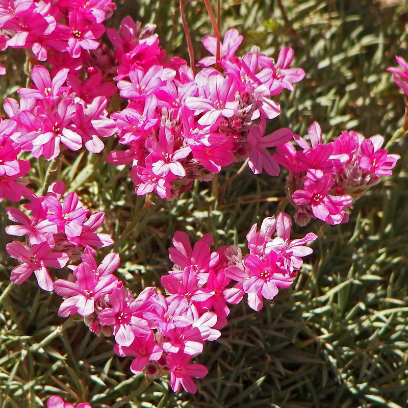 Acantholimon bracteatum photo 4