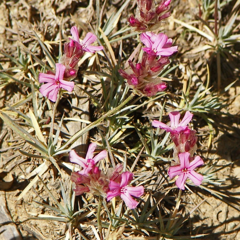 Acantholimon bracteatum photo 5