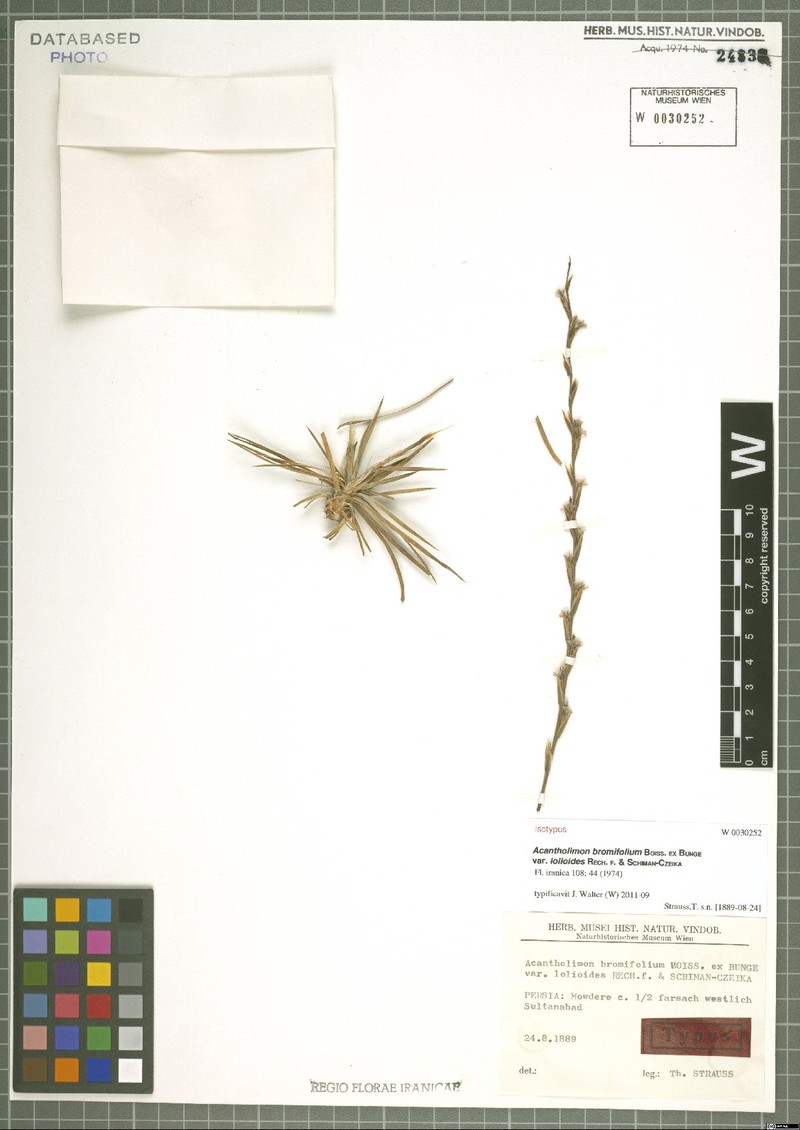 Acantholimon bromifolium