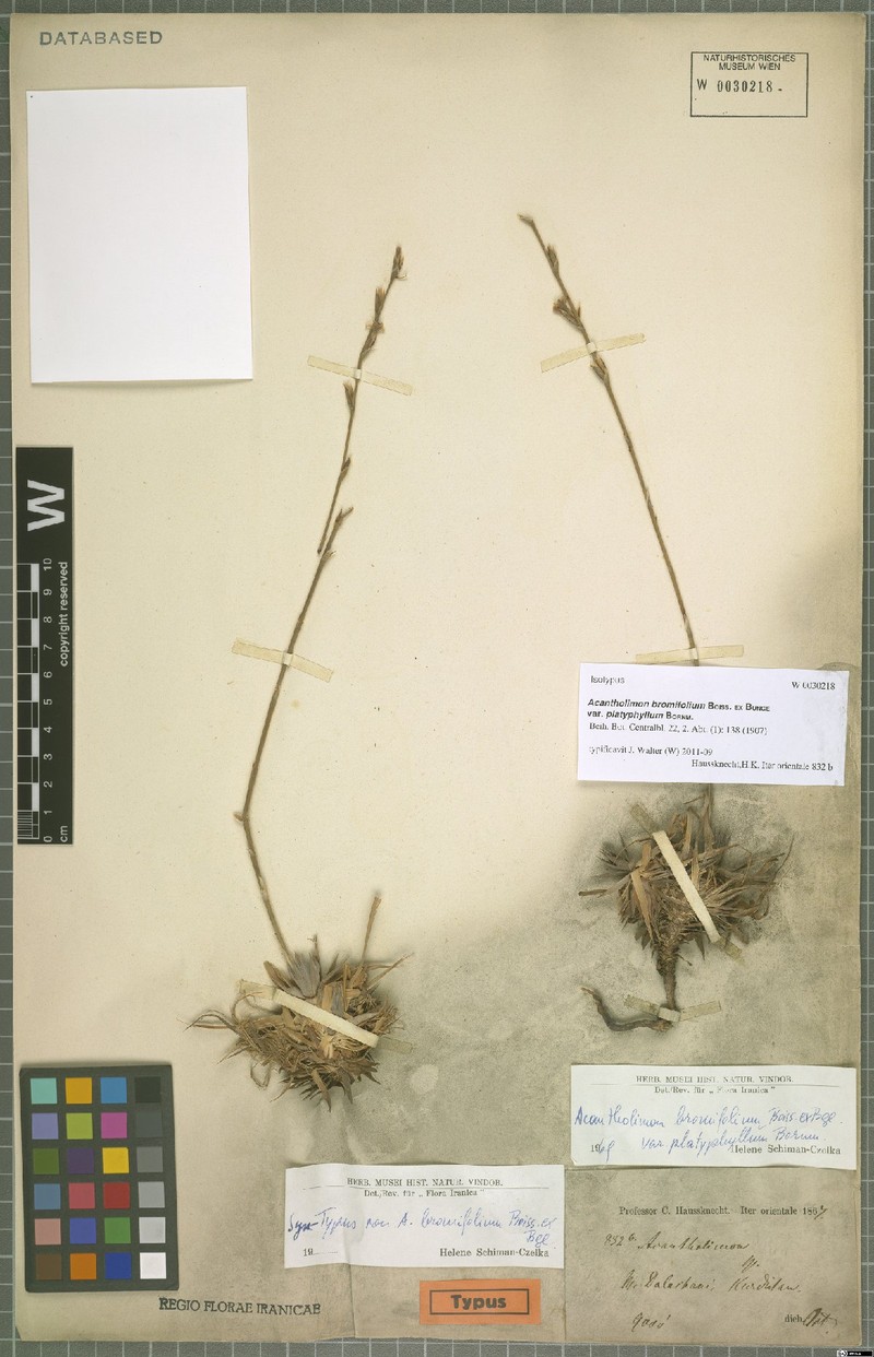 Acantholimon bromifolium photo 2