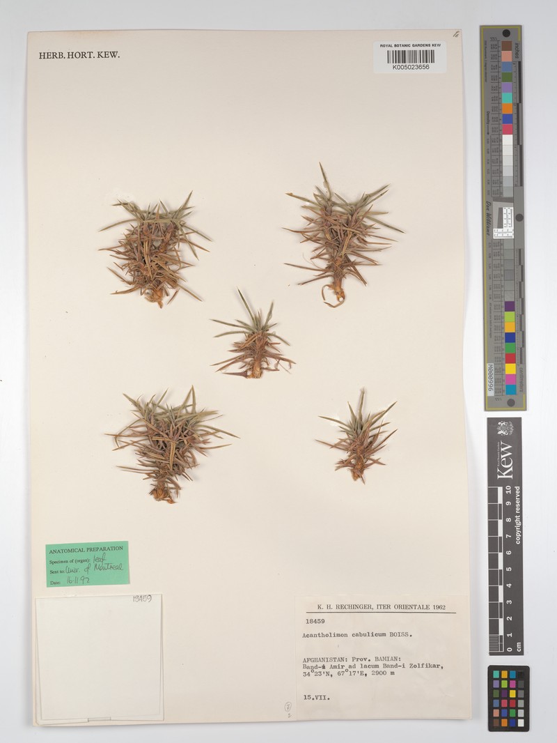Acantholimon cabulicum