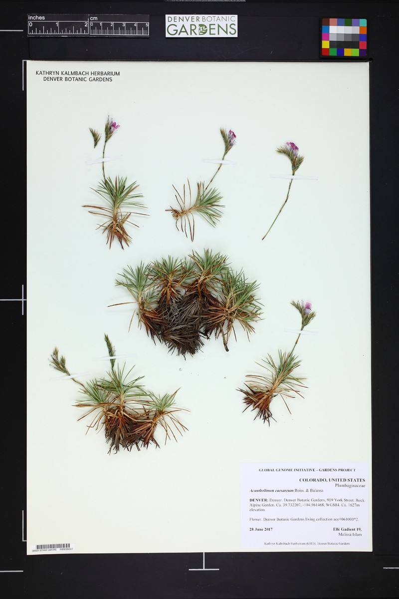 Acantholimon caesareum