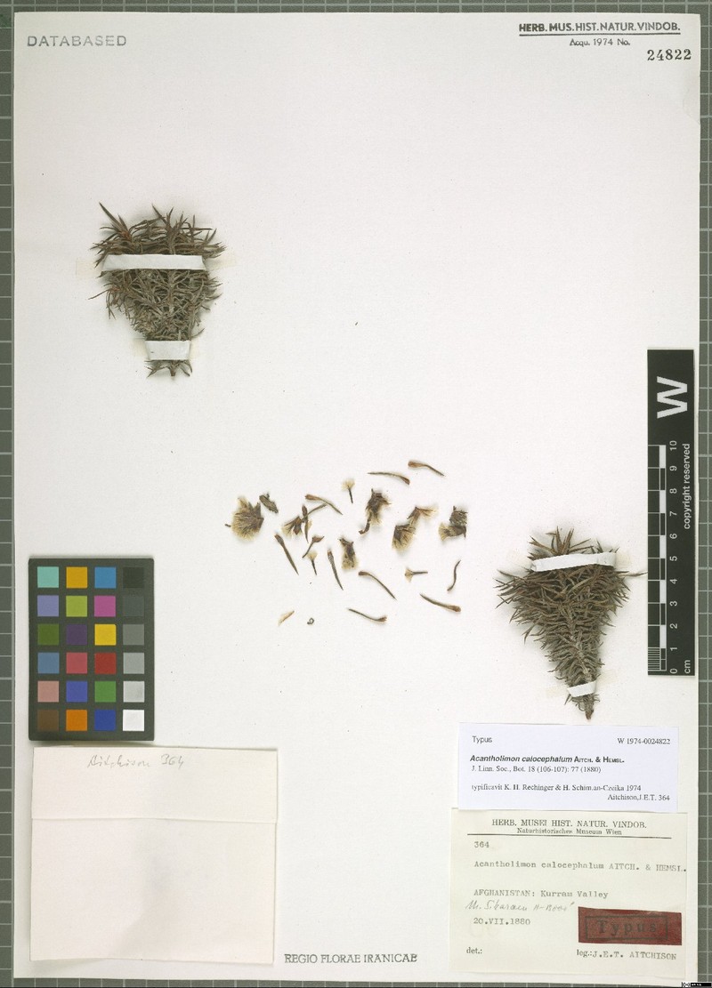 Acantholimon calocephalum
