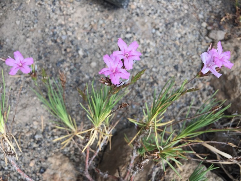 Acantholimon calvertii