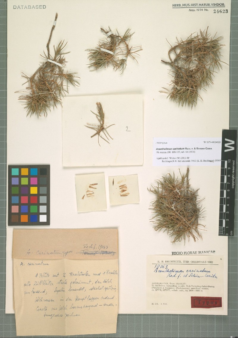 Acantholimon carinatum