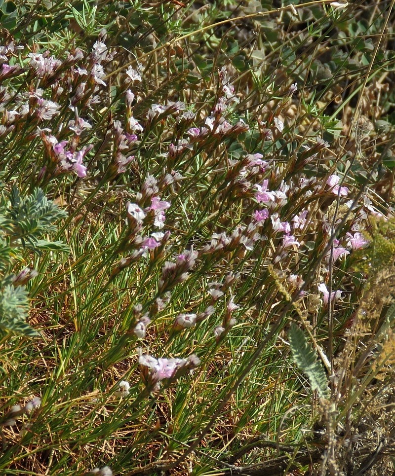 Acantholimon caryophyllaceum