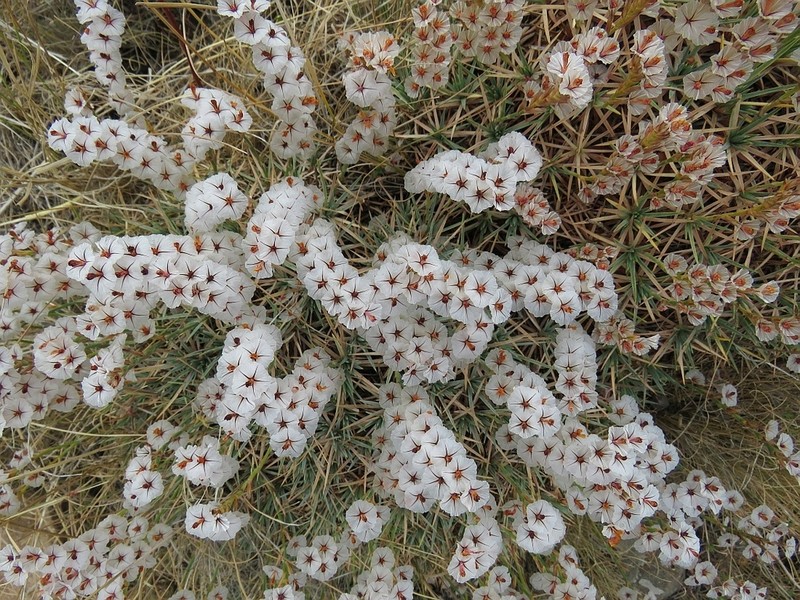 Acantholimon caryophyllaceum photo 2