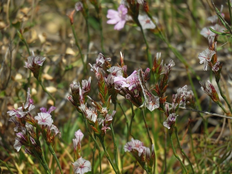 Acantholimon caryophyllaceum photo 3