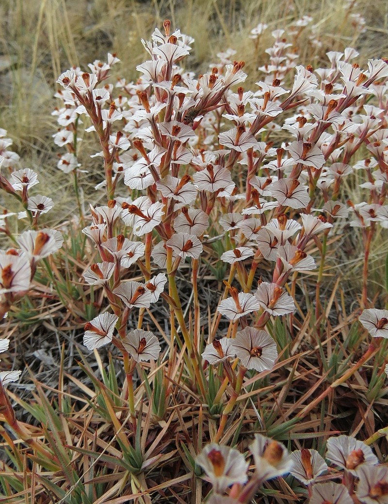 Acantholimon caryophyllaceum photo 4
