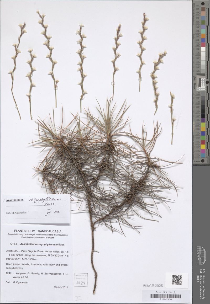 Acantholimon caryophyllaceum photo 5