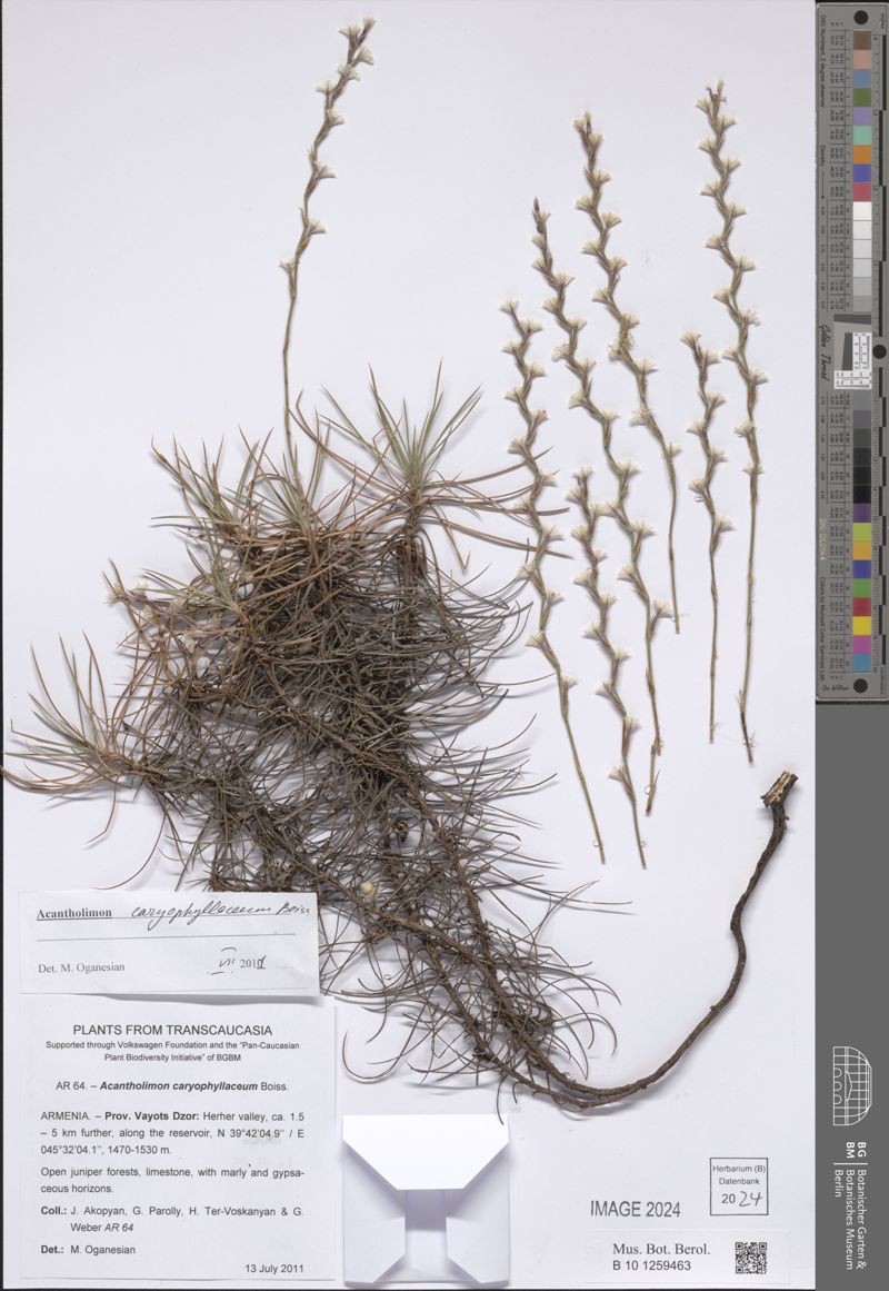 Acantholimon caryophyllaceum photo 6