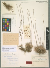 Acantholimon catenatum
