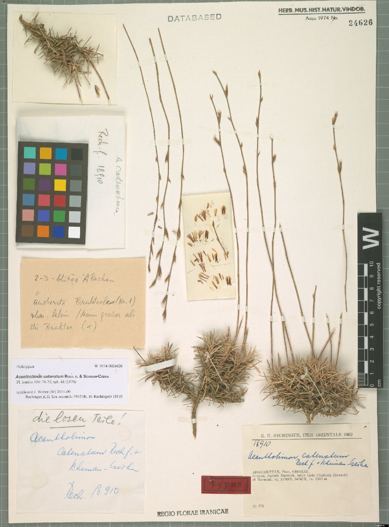 Acantholimon catenatum