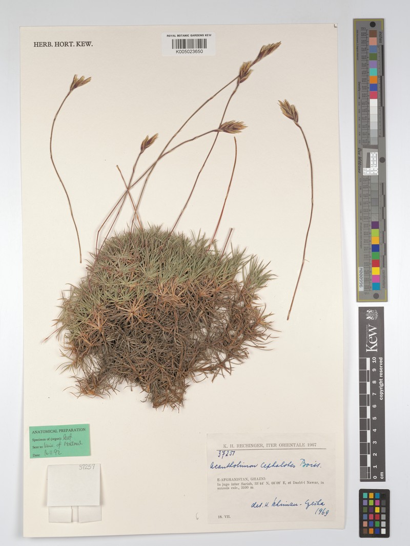 Acantholimon cephalotes
