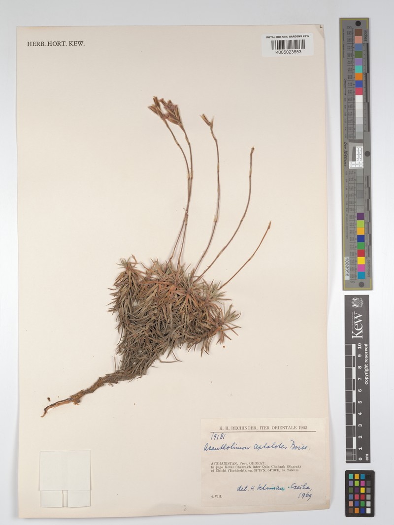 Acantholimon cephalotes photo 2