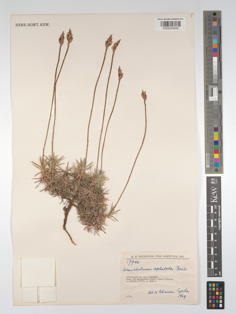 Acantholimon cephalotes photo 3