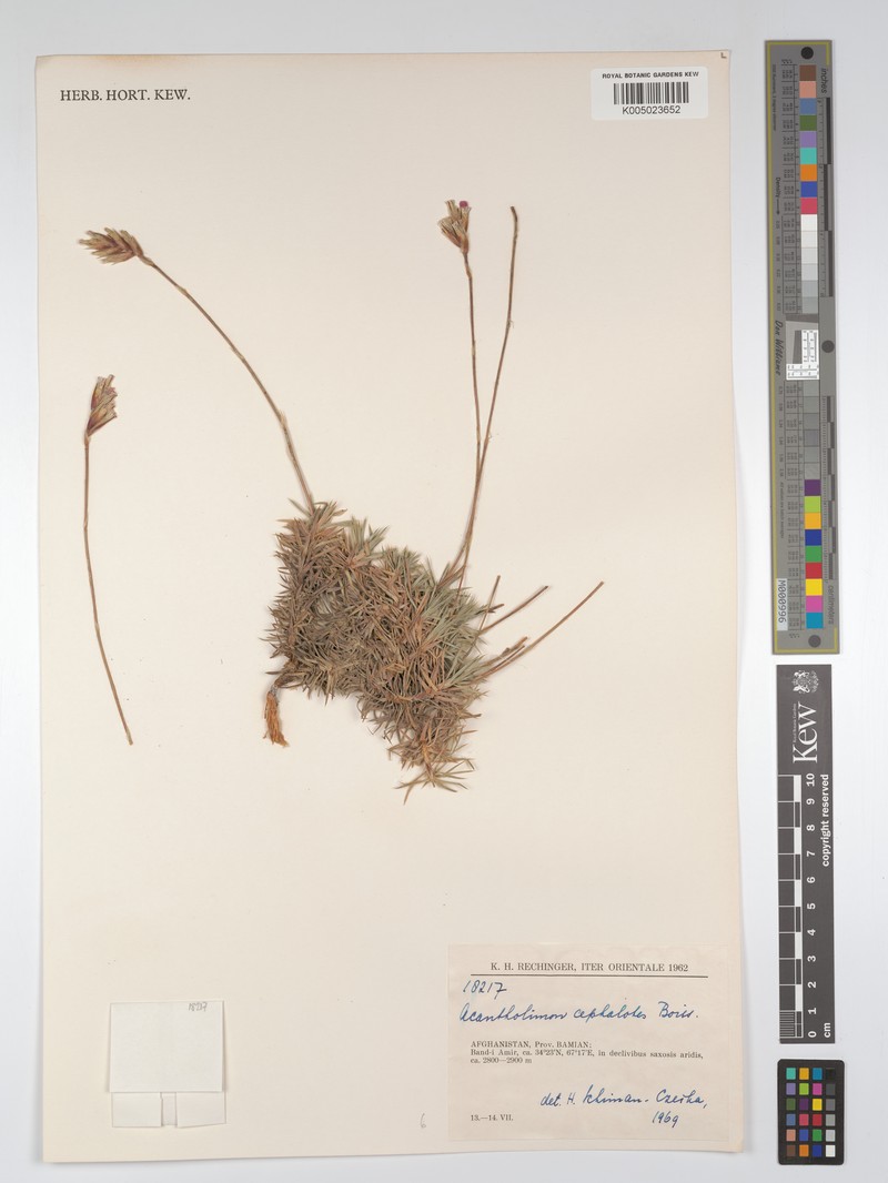 Acantholimon cephalotes photo 4