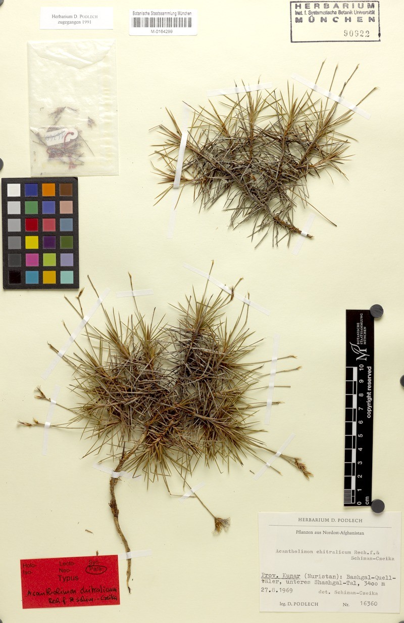 Acantholimon chitralicum