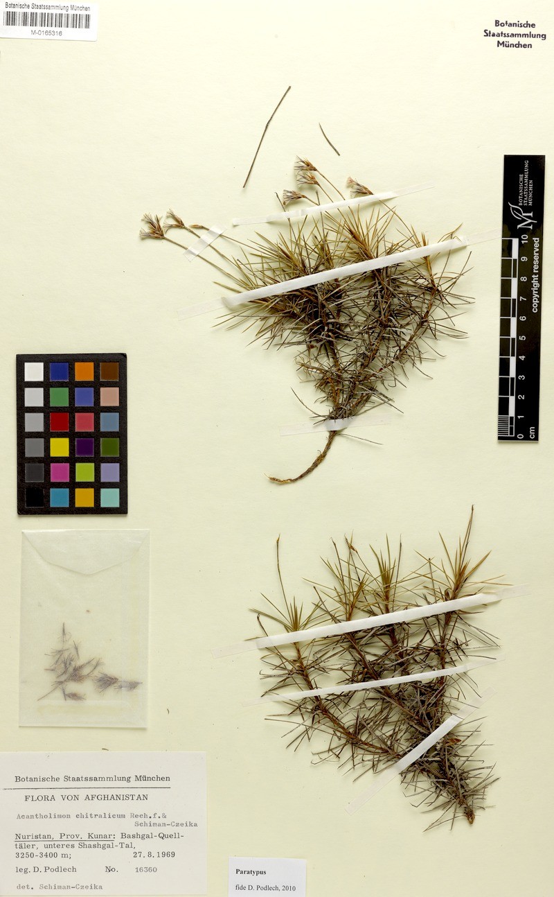 Acantholimon chitralicum photo 2