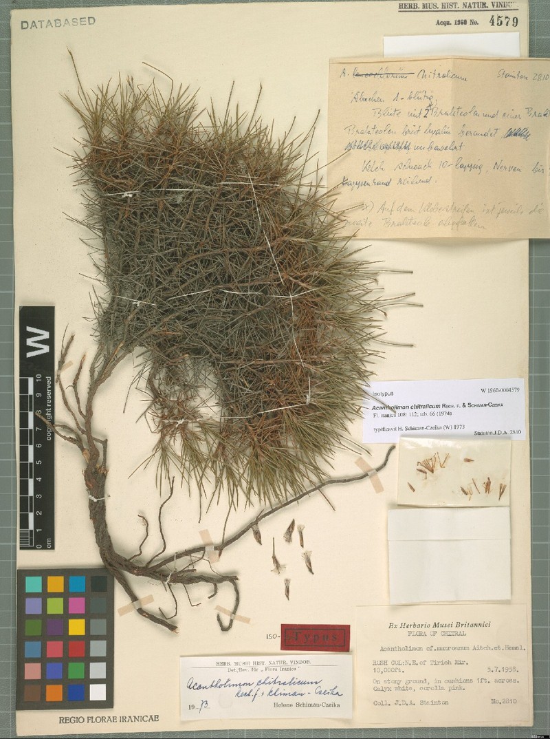 Acantholimon chitralicum photo 3