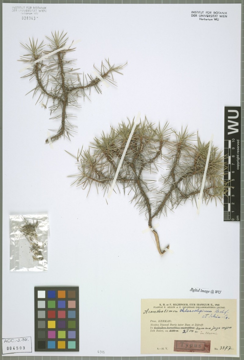 Acantholimon chlorostegium