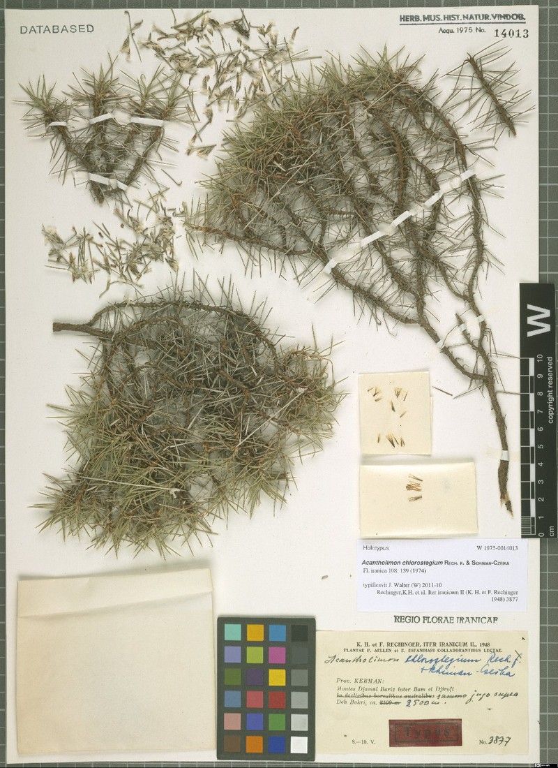 Acantholimon chlorostegium photo 2