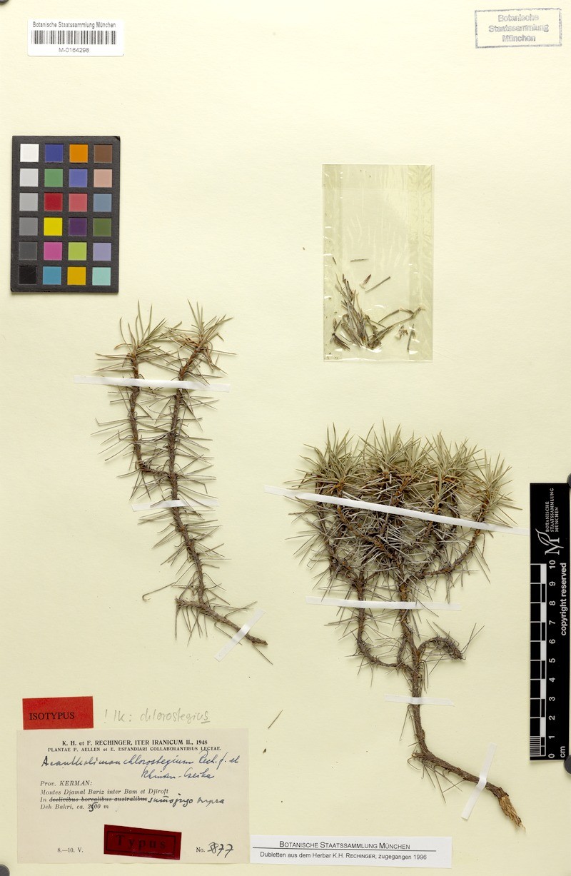 Acantholimon chlorostegium photo 3
