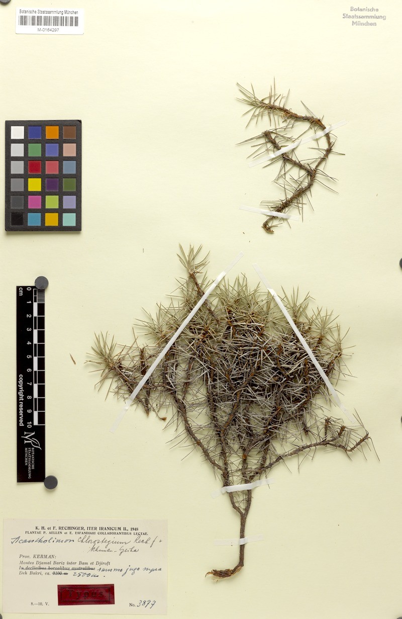 Acantholimon chlorostegium photo 4