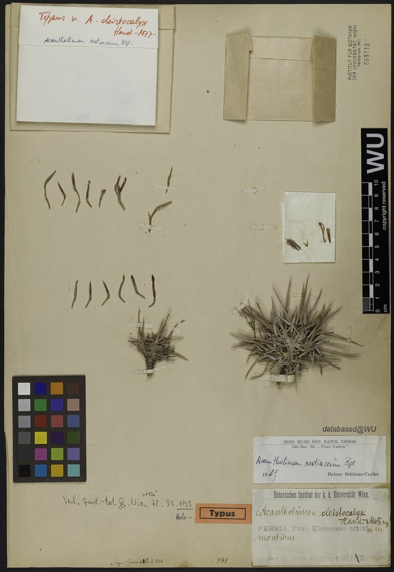 Acantholimon cleistocalyx