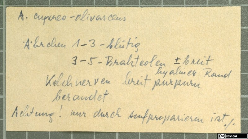 Acantholimon cupreo-olivascens